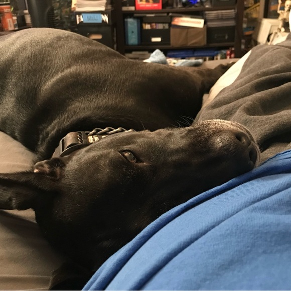 Meet your Posher, Yancy - Picture 5 of 11